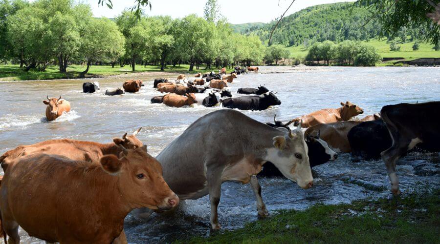 Cows crossing river