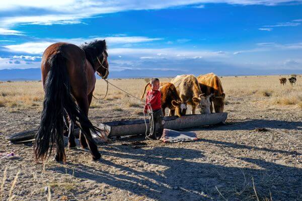 Khuisiin Naiman Nuur Horsebackriding Tour(14 days) 14 Camel 600x400 209