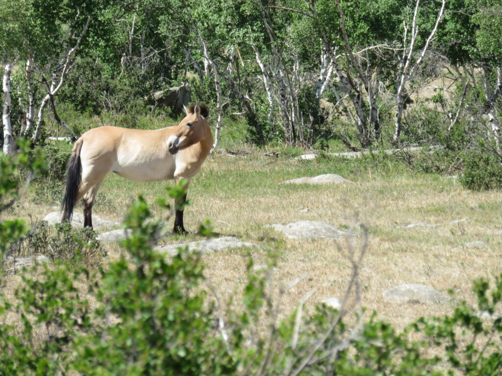 The Cradle of Mongolian Civilization 11 Takhi horses