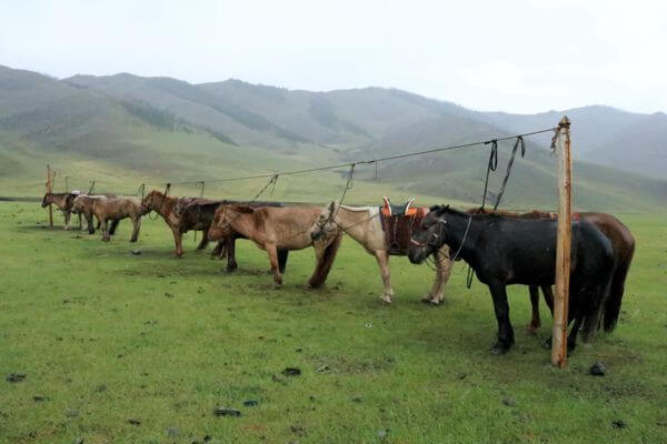 Khuisiin Naiman Nuur Horsebackriding Tour(14 days) 11 mongolia horses 179